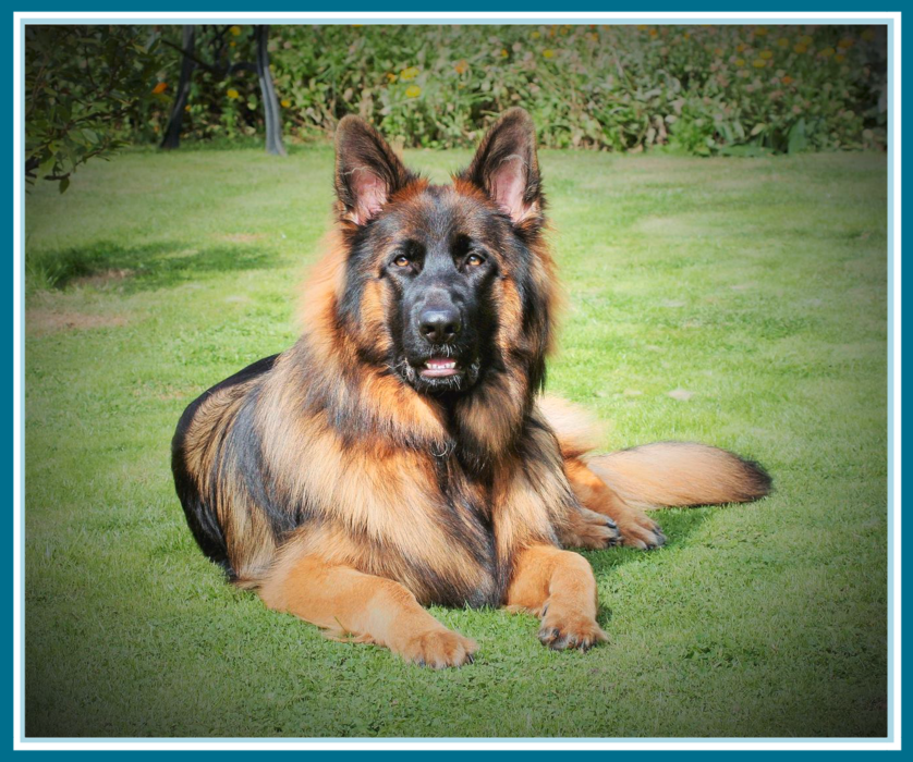 american girl golden retriever